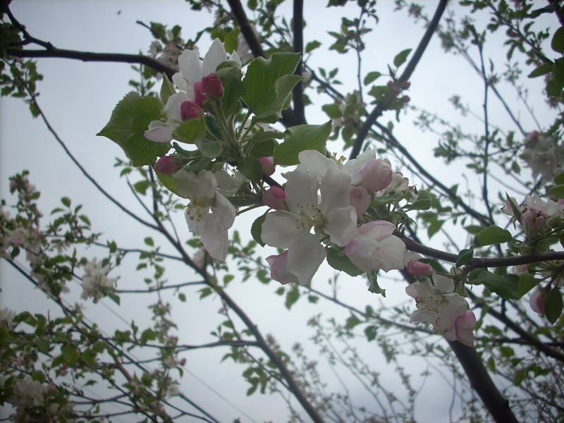 开花结果