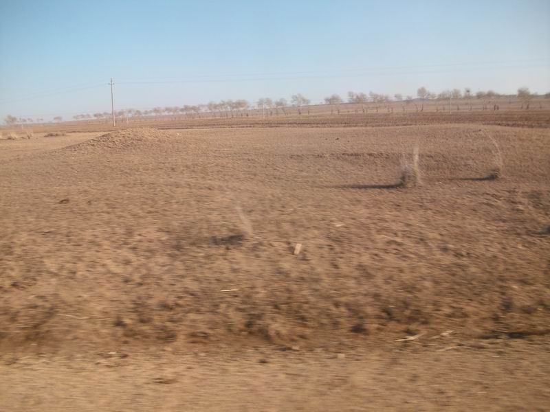 坝上独特的固沙草