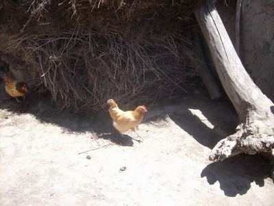 这就是要抓的鸡