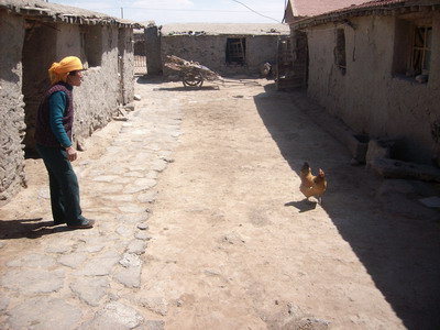 姥姥撒了些鸡食