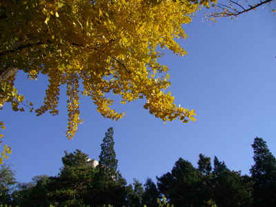 夏秋相遇 夏秋相遇