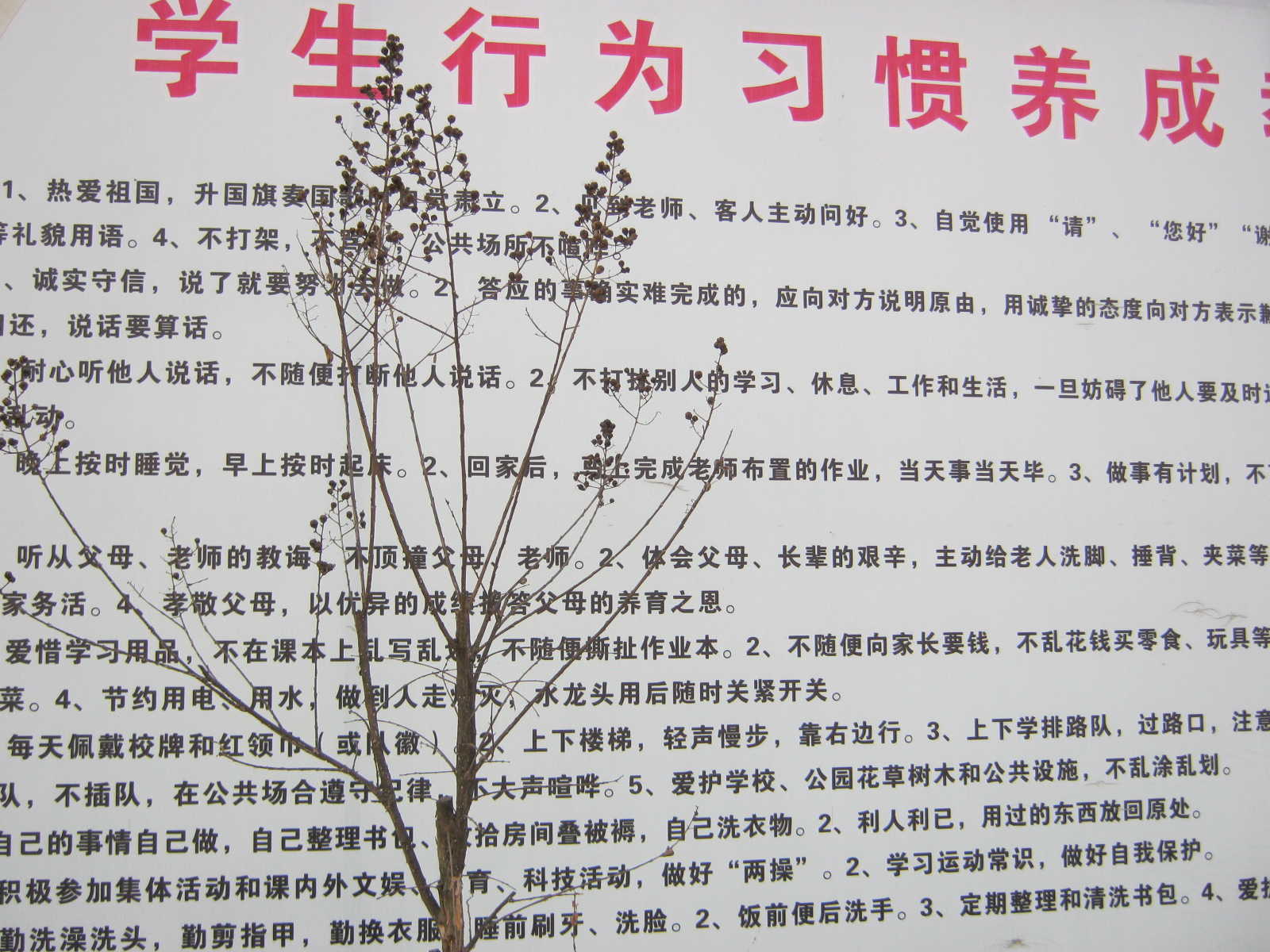 其中学生行为习惯养成教育的内容有十条：1、举止文明的习惯，2、诚实守