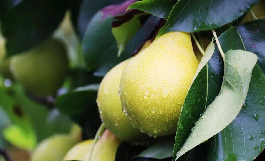 梦回往昔，梦见死去的姥姥为我摘梨——解梦之旅的深层含义探索